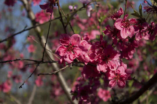 灼灼桃花