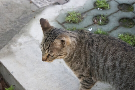 狸花猫