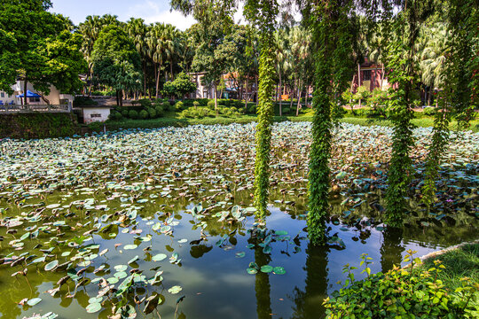 白龙湖莲花