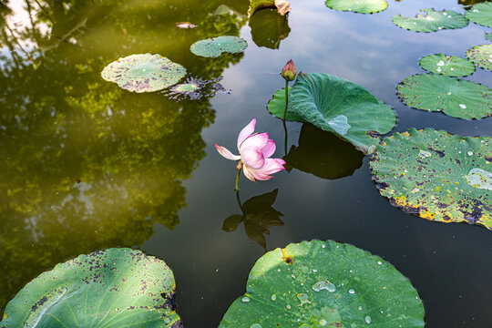 水芙蓉