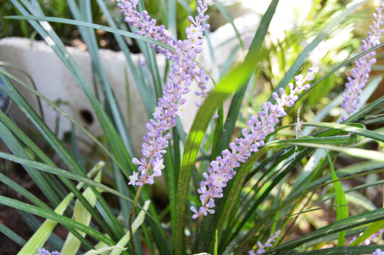 麦冬花