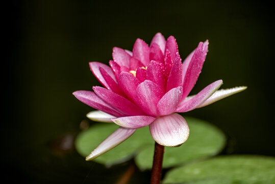 一朵粉红睡莲