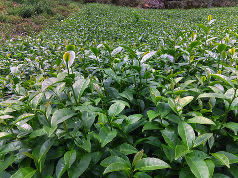 茶树