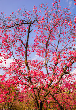 樱花枝