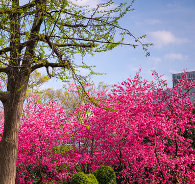 樱花枝