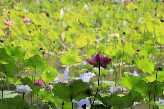 鸡蛋花