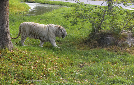 草丛中漫步的白虎