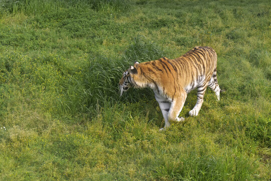 草丛中行走的老虎