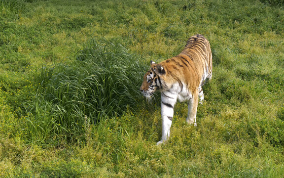 草丛中漫步的老虎