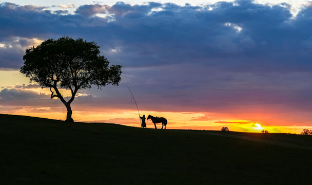 夕阳下的骏马