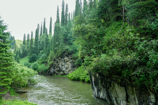 新疆原始森林