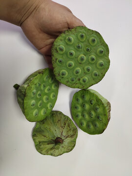 莲蓬果实