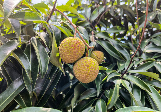 海南双胞胎荔枝