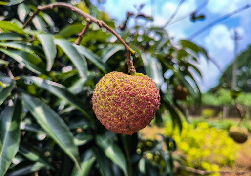 海南双胞胎荔枝