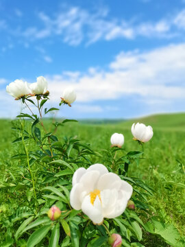 芍药花