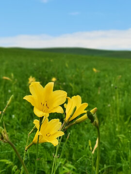 黄花菜