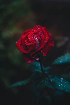 雨后玫瑰花