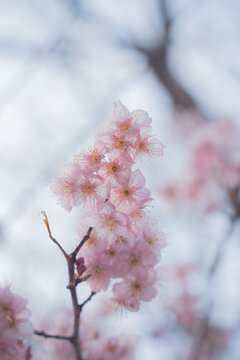 初春樱花
