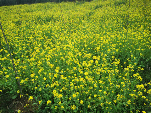 油菜花田