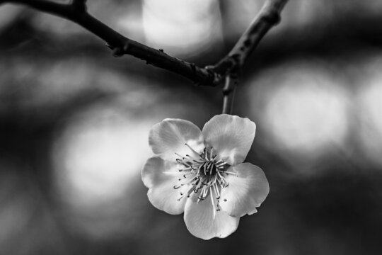 梅花花瓣黑白特写