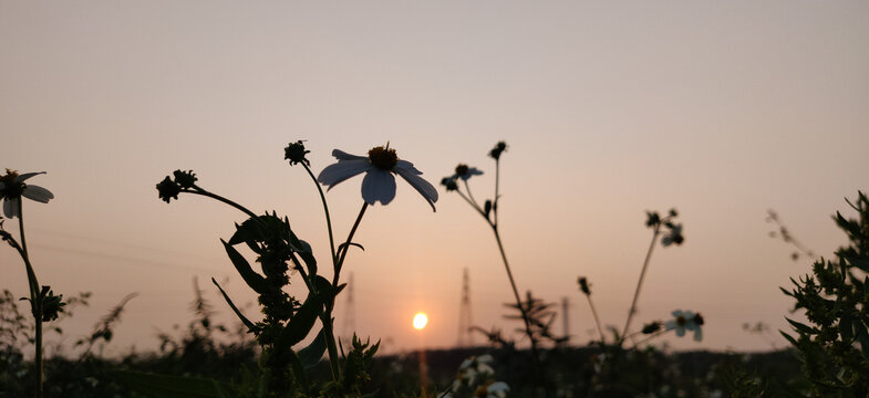 夕阳花卉背景