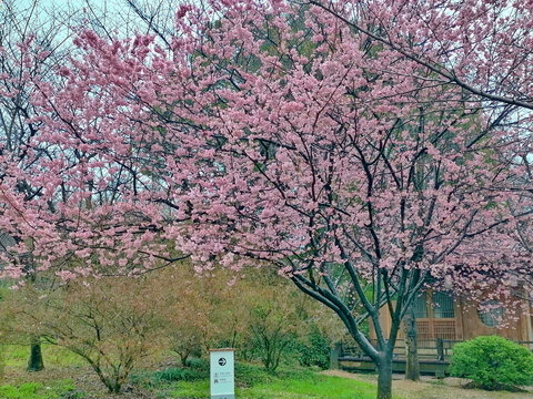 樱花树