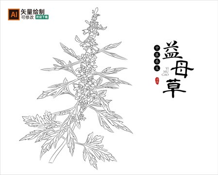 线描益母草