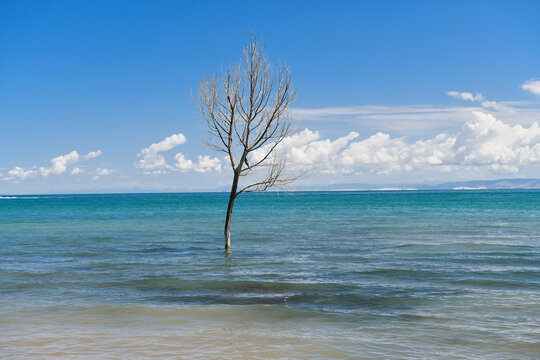 青海湖湖中的枯树