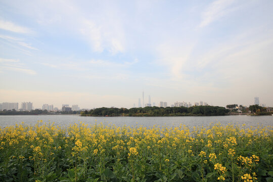 海珠湖油菜花