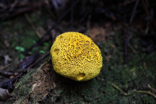 黄色野蘑菇