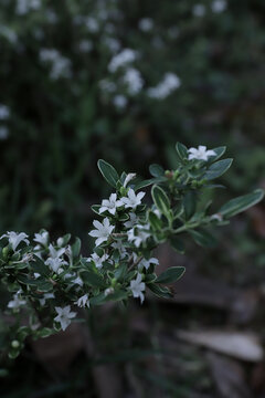 小白花星星花