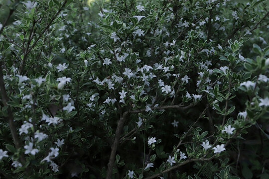 小白花星星花