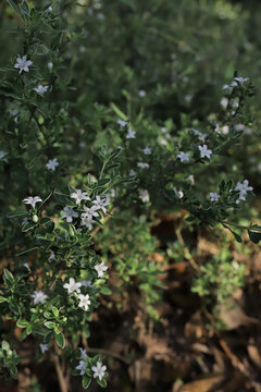 小白花星星花