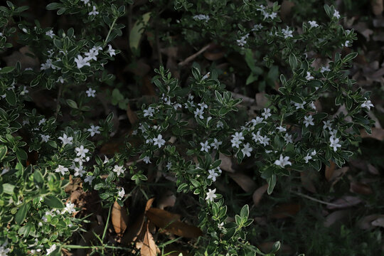 小花朵星星花