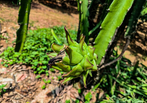 火龙果特写