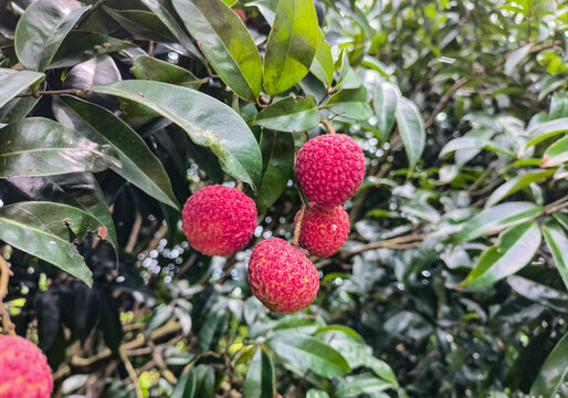 桂味荔枝