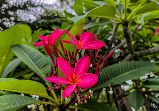 红鸡蛋花