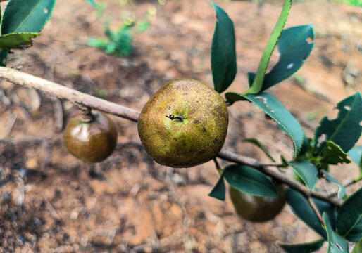 山茶果