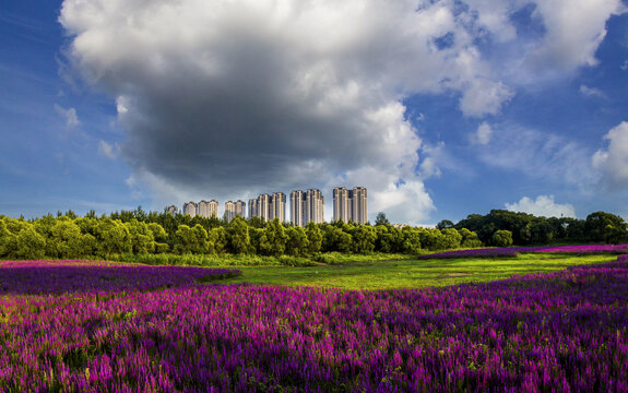 航拍城市花海