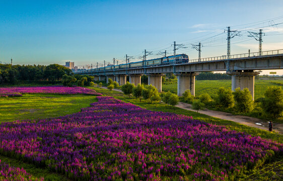 航拍城市花海