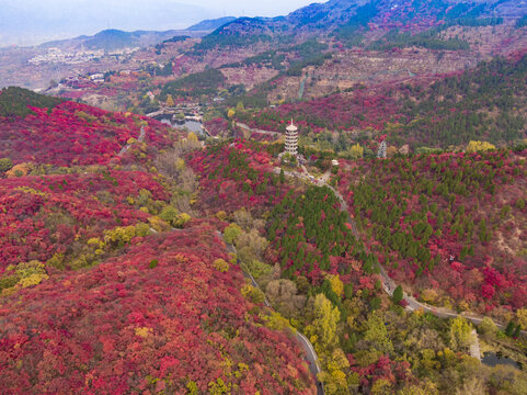 山东济南红叶谷秋天航拍