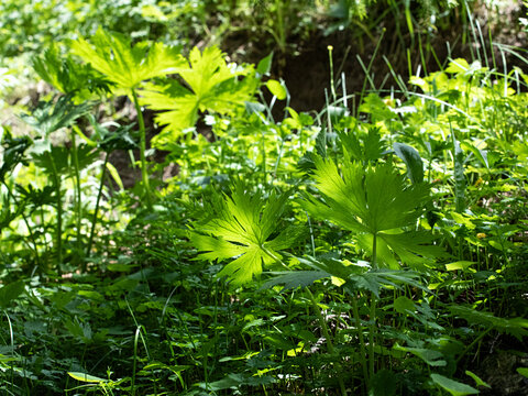 阳光下绿色植物的光影