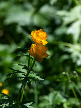 阳光下花园里的小黄花