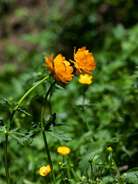 阳光下花园里的小黄花