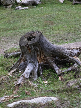 森林中枯萎的树桩