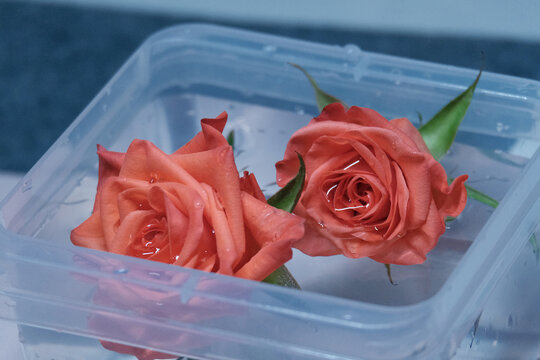 透明便当盒子里的玫瑰花