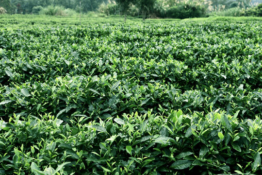 茶园中排列整齐的绿茶叶