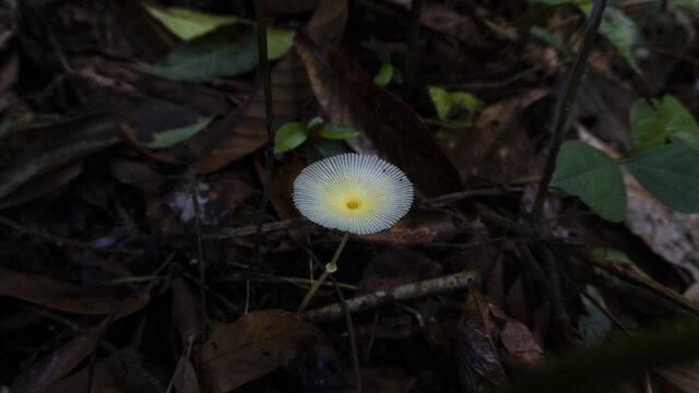 蘑菇野生菌真菌