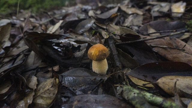 蘑菇野生菌牛肝菌真菌