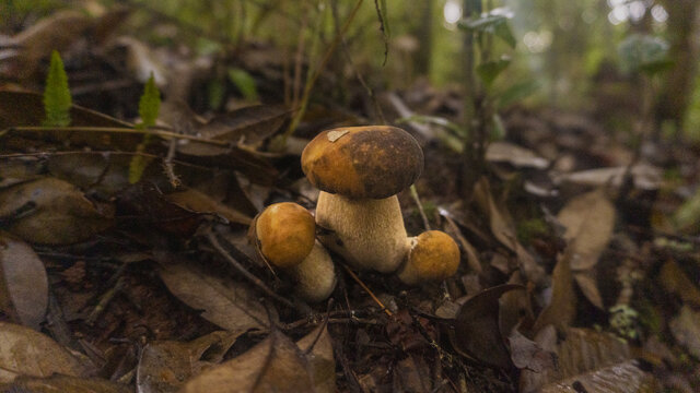 蘑菇野生菌牛肝菌真菌